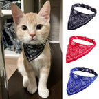 Chat portant un bandana noir avec des bandanas supplémentaires rouges et bleus affichés à droite.