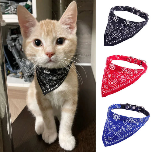 Chat portant un bandana noir avec des bandanas supplémentaires rouges et bleus affichés à droite.