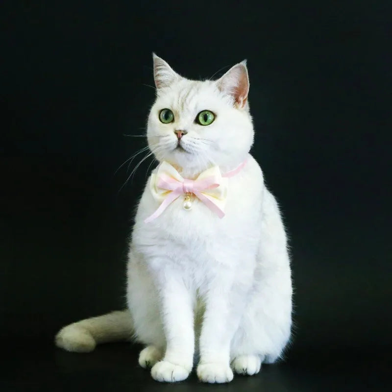 Chat blanc avec un nœud papillon rose sur fond noir

