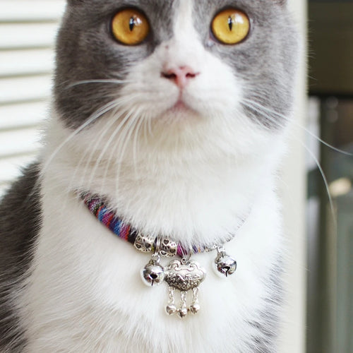 Chat portant un collier coloré avec des clochettes

