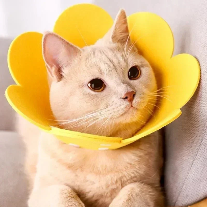 Chat portant un collier conique jaune en forme de fleur sur fond clair

