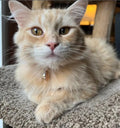Chat avec un collier posé sur une surface texturée

