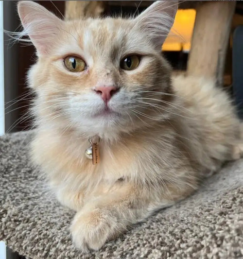Chat avec un collier posé sur une surface texturée

