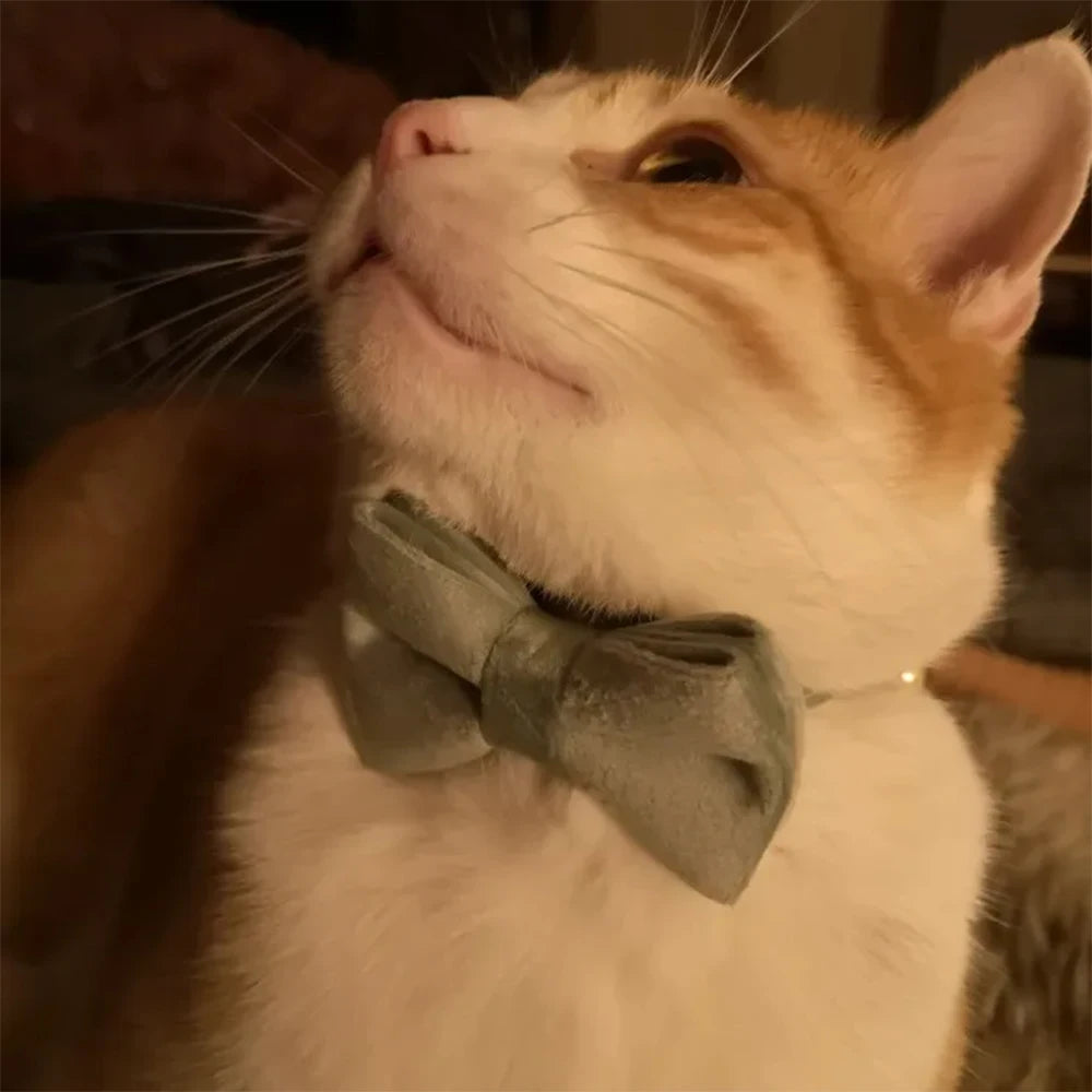 Chat portant un nœud papillon vert avec un fond flou

