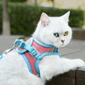 Chat blanc portant un harnais rose et bleu à l’extérieur
