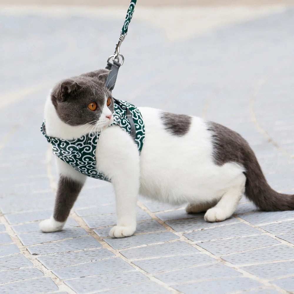 harnais large pour chat