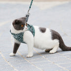 harnais large pour chat