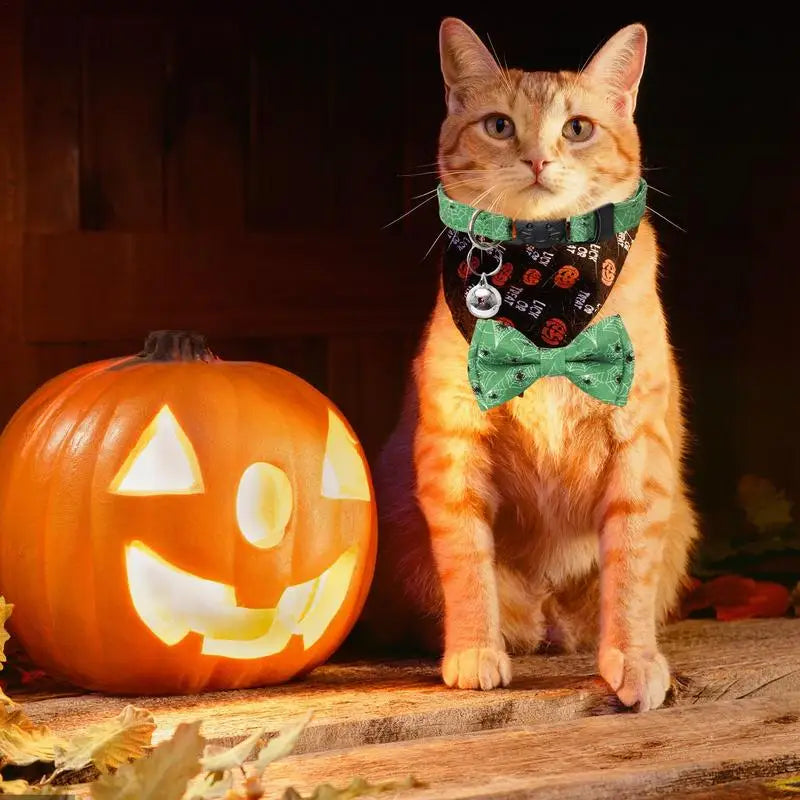 Chat portant un bandana sur le thème d’Halloween à côté d’une citrouille sculptée sur une surface en bois.

