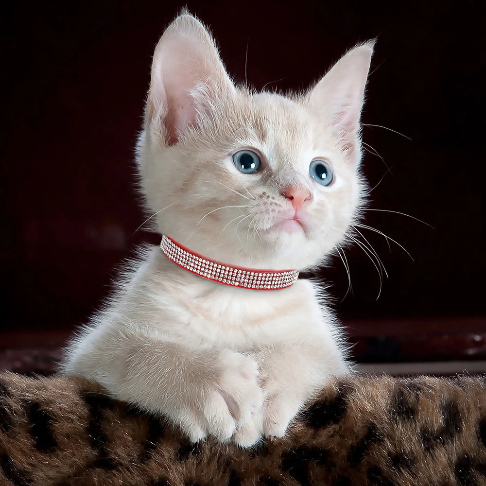 Chaton au collier rouge assis sur une surface sombre

