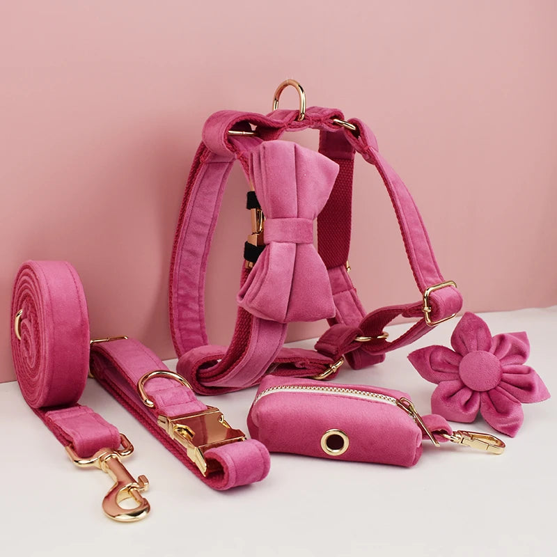 harnais, laisse. collier rose sur fond blanc        