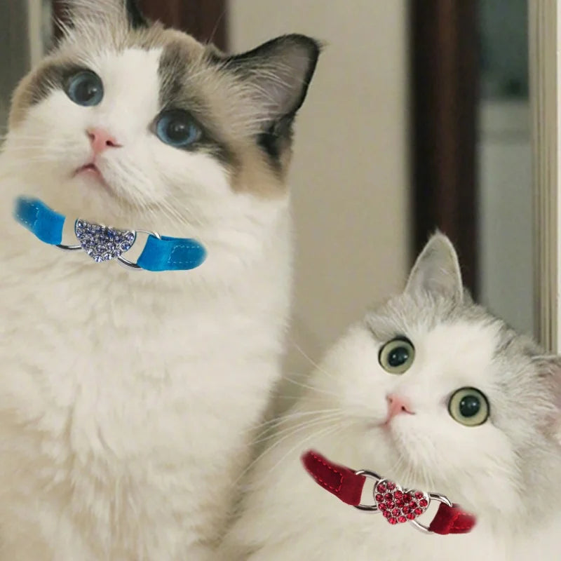 Deux chats portant des colliers Deux chats portant des colliers colorés avec des éléments décoratifs.


