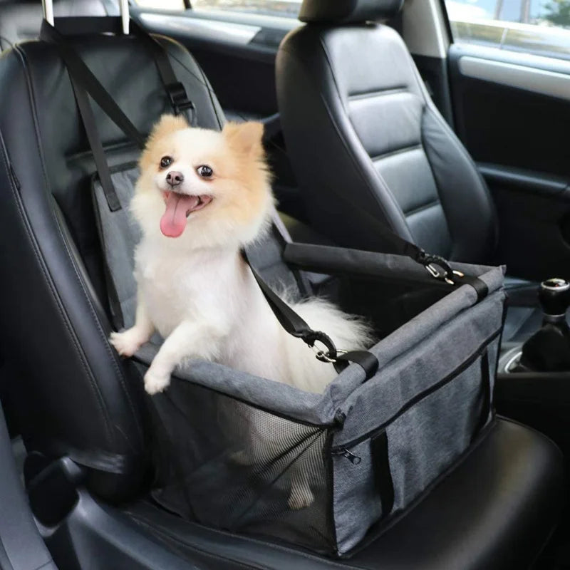 Petit chien assis dans un siège gris dans une voiture
