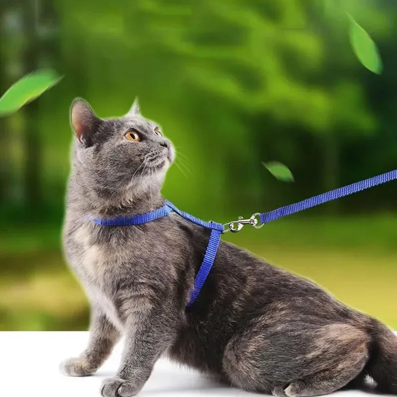 Chat gris portant un harnais et une laisse bleus sur un fond vert flou

