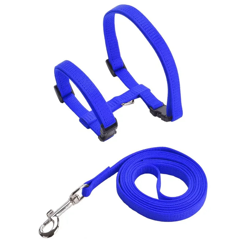 Harnais et laisse bleus pour chien sur fond blanc

