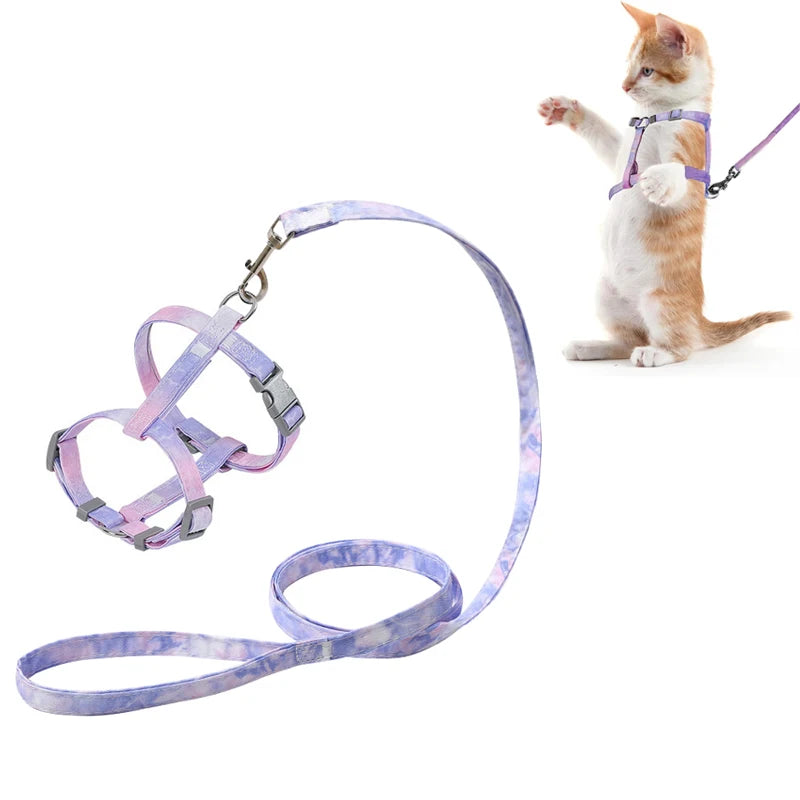 Harnais et laisse pour chat posés, avec un chat porté sur fond blanc


