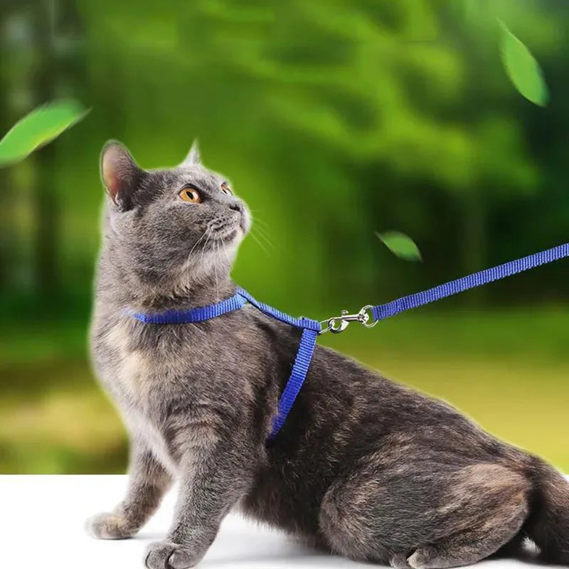 Chat gris portant un harnais et une laisse bleus sur un fond vert flou

