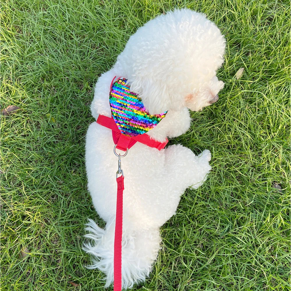 Chien blanc portant un harnais coloré et une laisse rouge sur l’herbe

