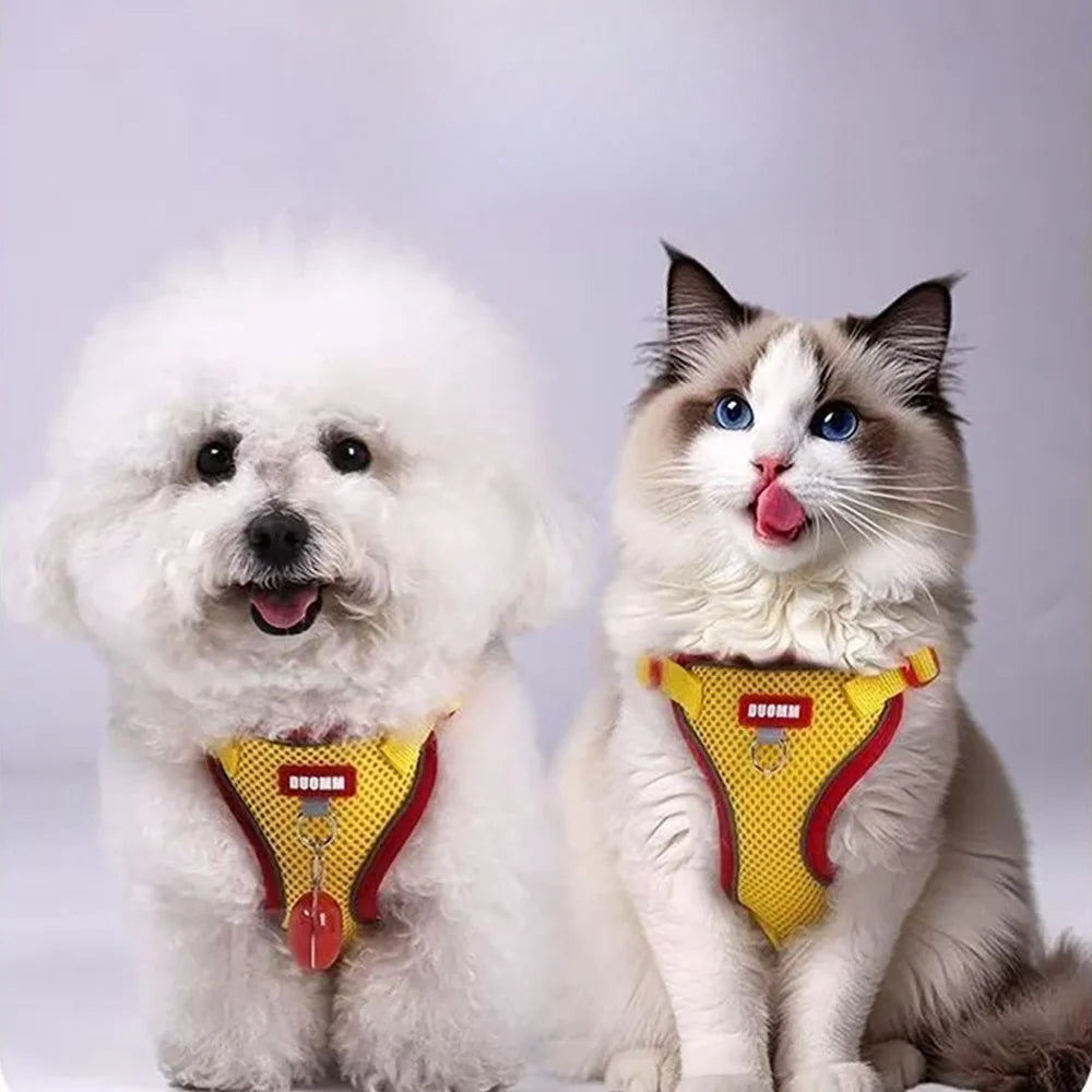 Chien et chat blancs portant des harnais jaunes sur un fond gris clair

