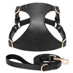 Harnais en cuir noir avec quincaillerie dorée et laisse assortie sur fond blanc

