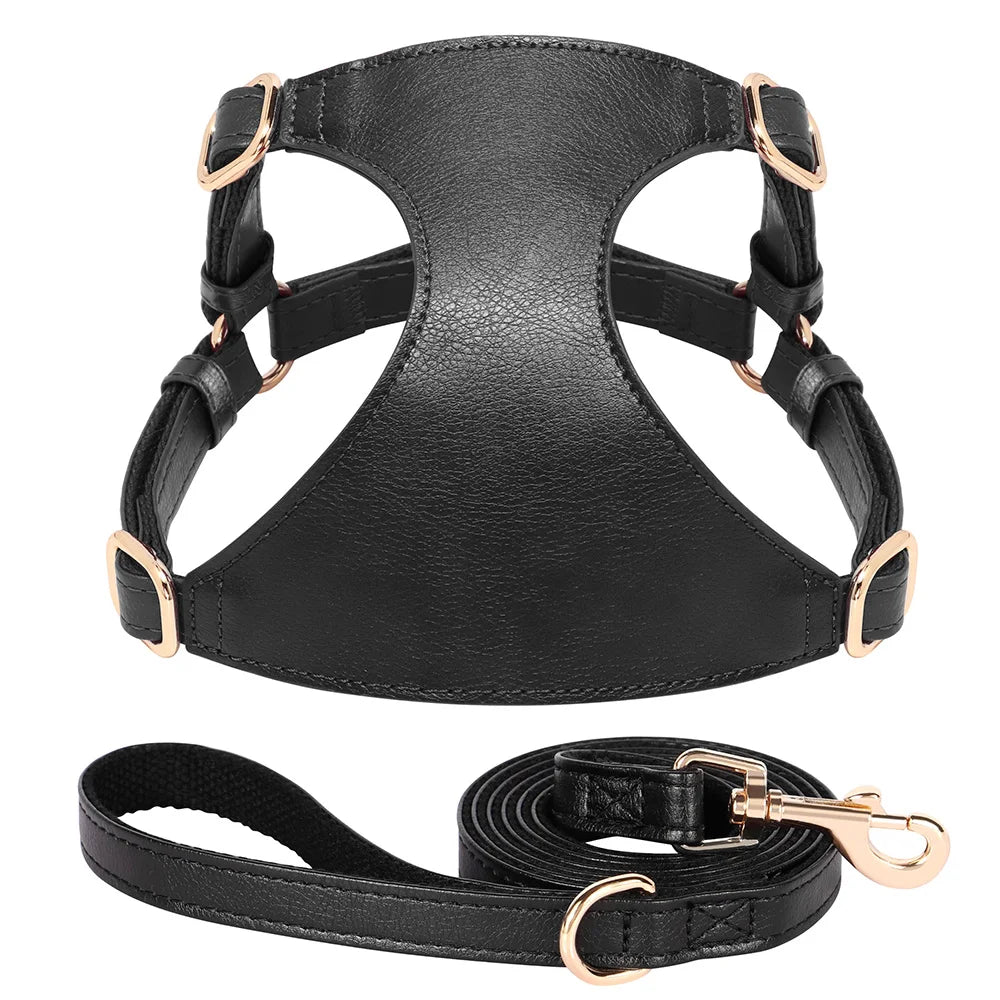 Harnais en cuir noir avec quincaillerie dorée et laisse assortie sur fond blanc

