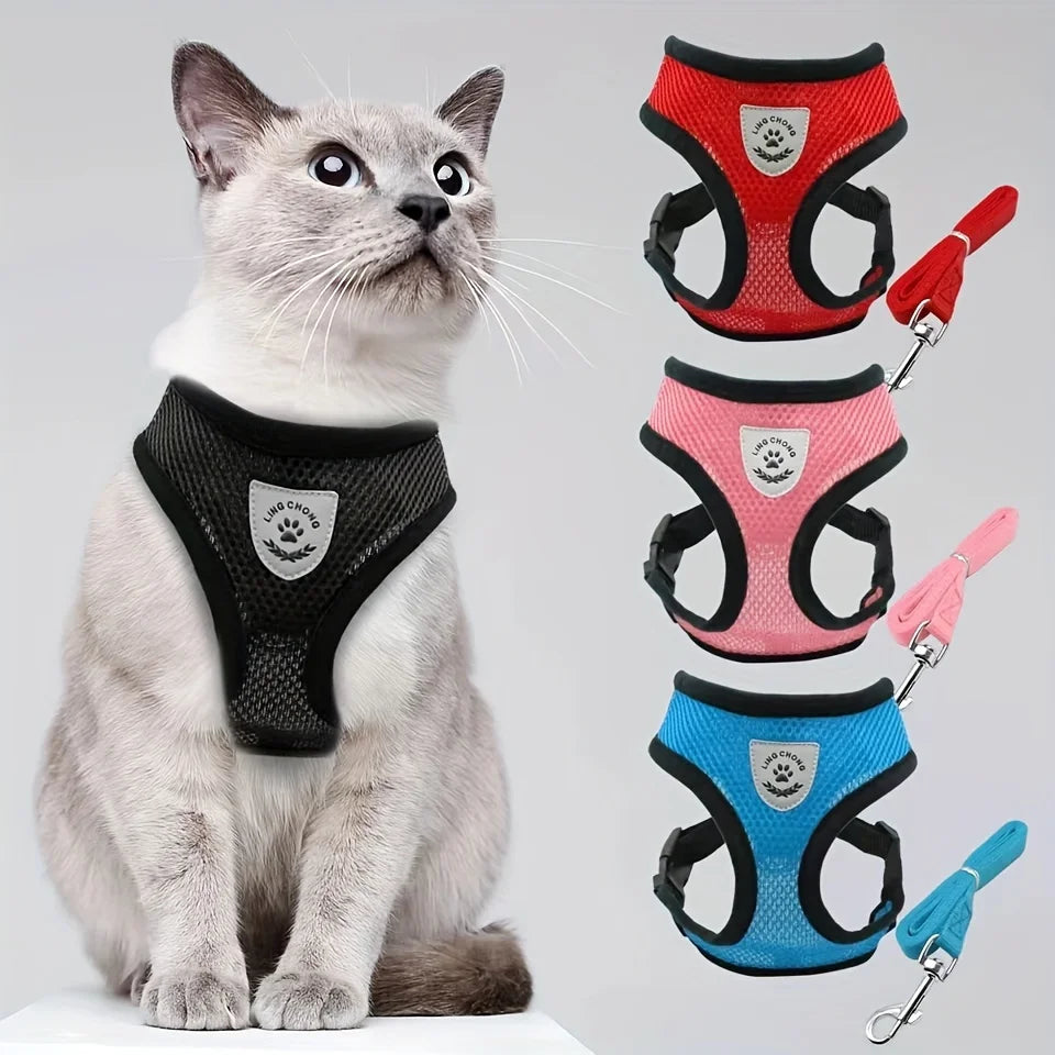 Chat portant un harnais noir avec des harnais supplémentaires en rouge, rose et bleu affichés au-dessus.

