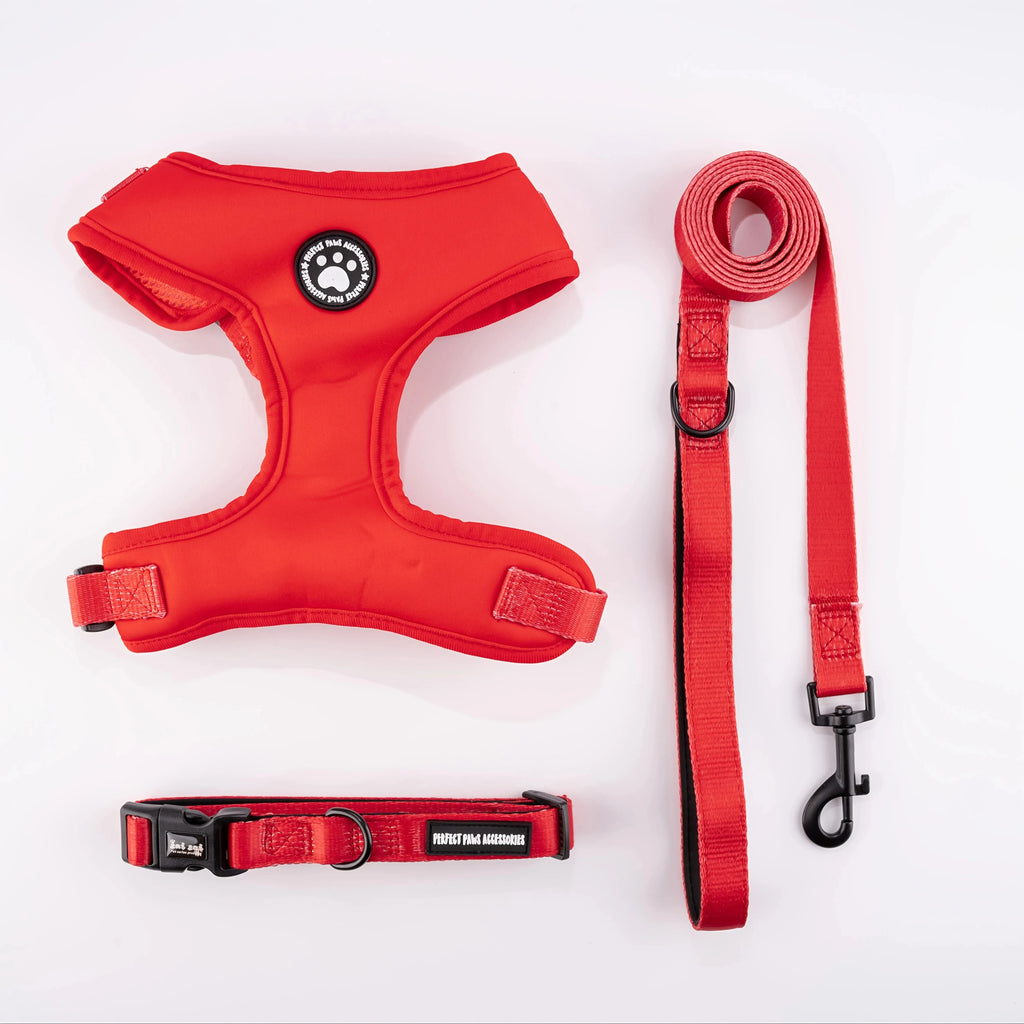 Harnais, laisse et collier rouges sur fond blanc
