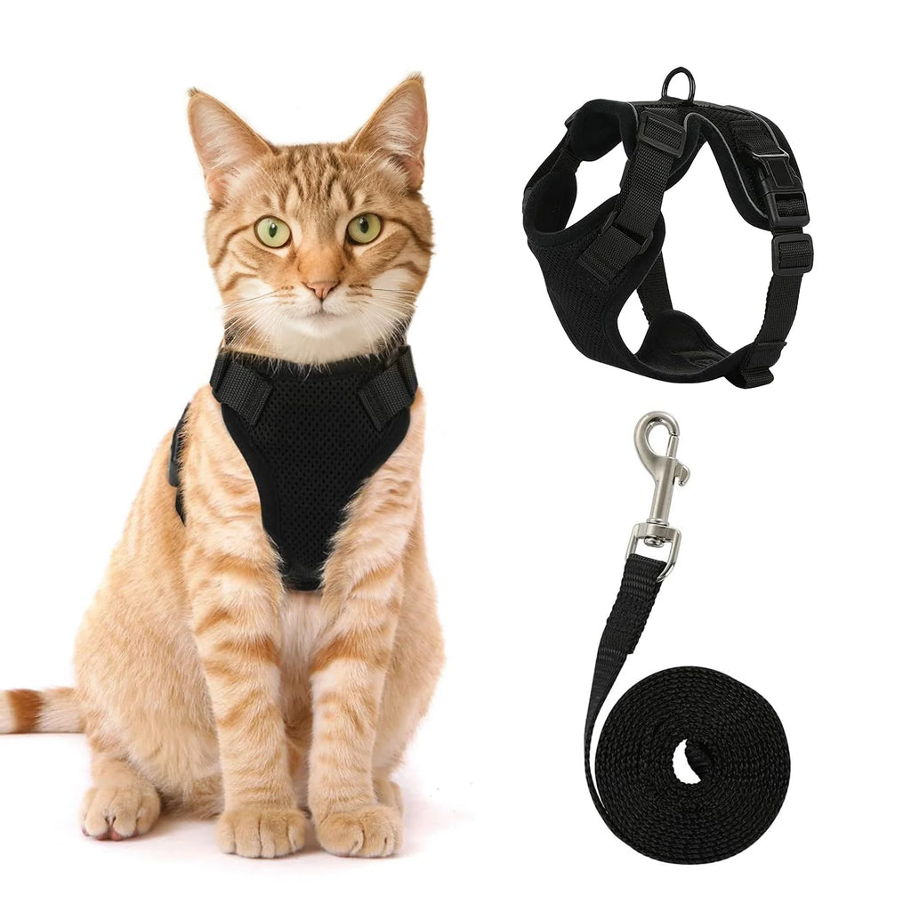 Chat portant un harnais noir avec une laisse assortie sur fond blanc
