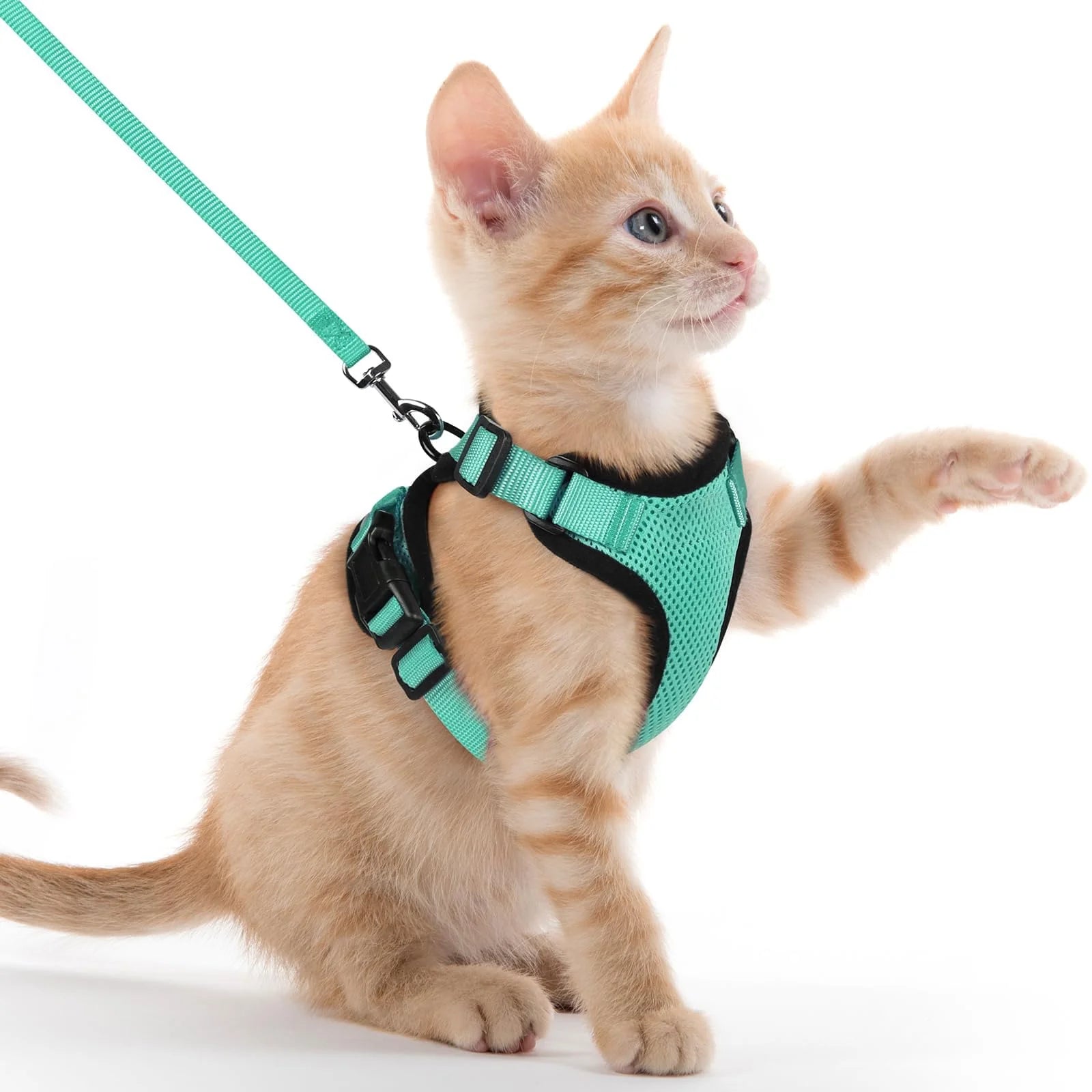 Chat portant un harnais et une laisse verts sur fond blanc
