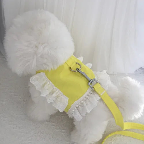 felin blanc portant un harnais jaune avec des volants sur fond blanc
