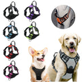 Collection de harnais pour chiens de différentes couleurs avec deux chiens portés.

