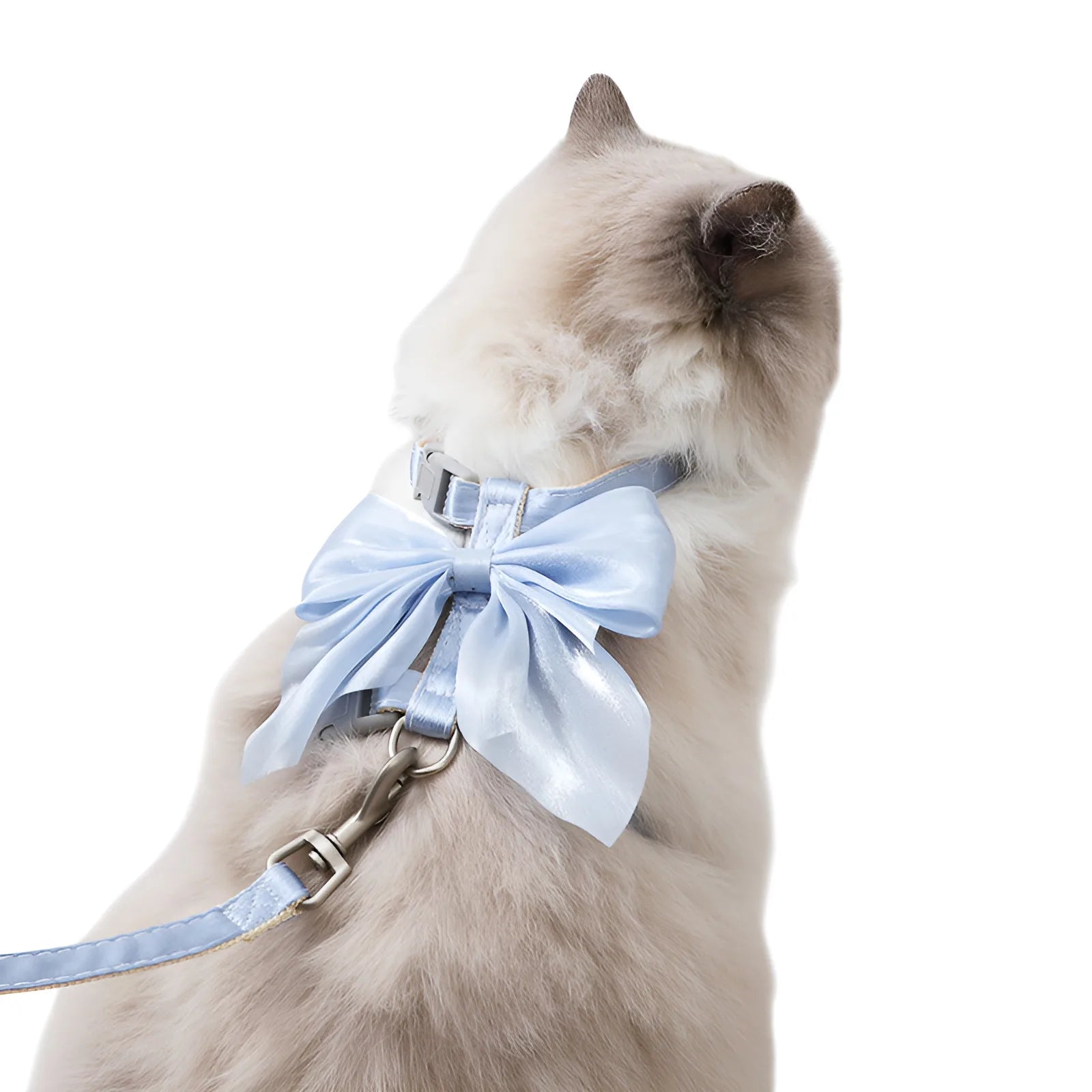 Chat portant un nœud papillon bleu clair et un harnais sur fond blanc

