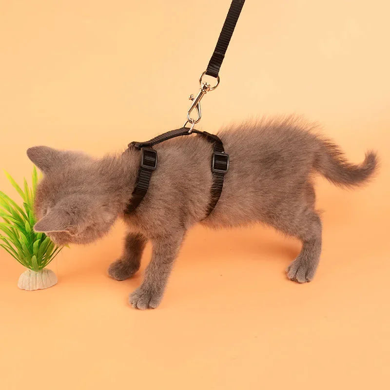 Chaton gris portant un harnais et une laisse noirs sur fond orange

