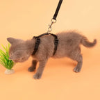 Chaton gris portant un harnais et une laisse noirs sur fond orange

