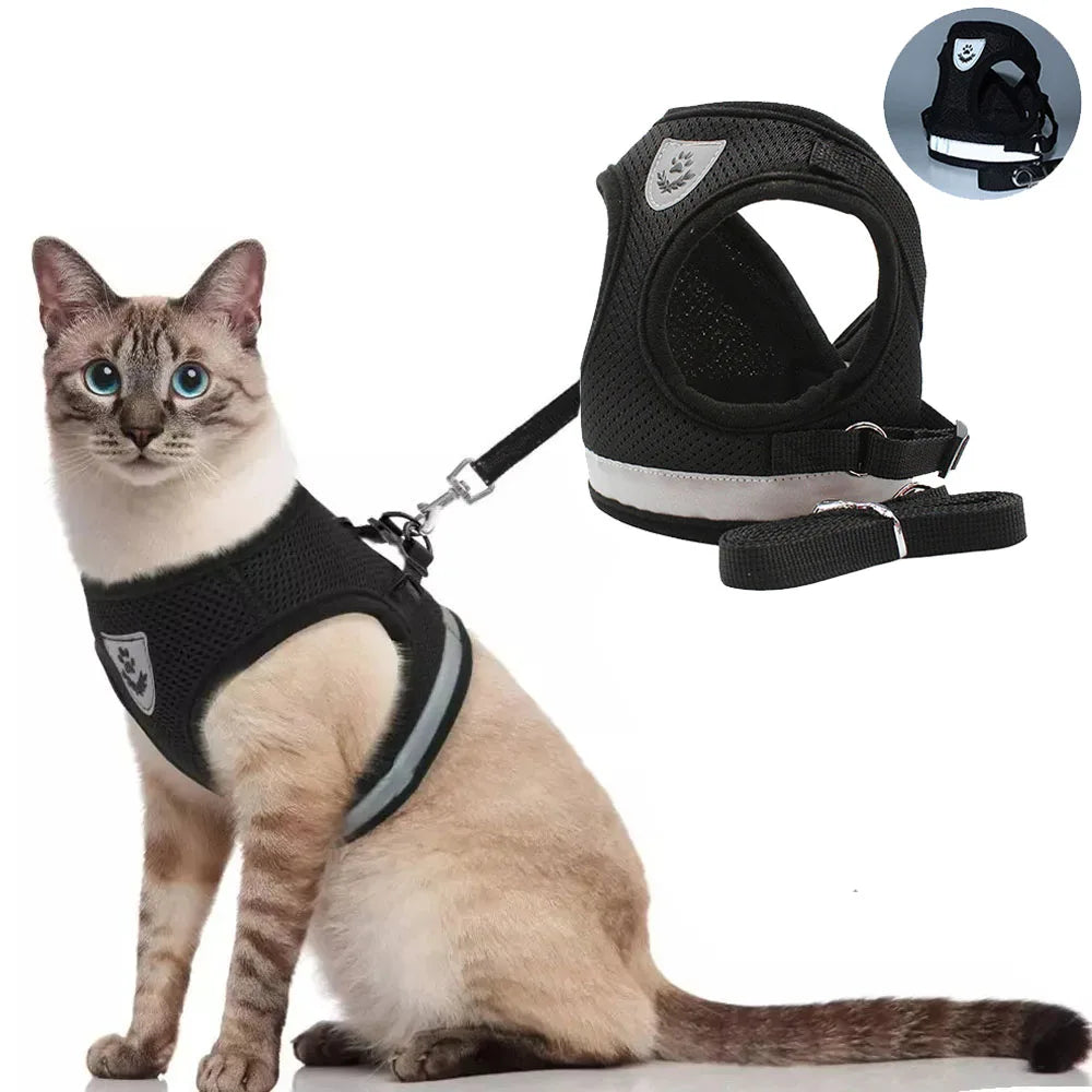 Chat portant un harnais noir avec une bande réfléchissante, assis sur un fond blanc.

