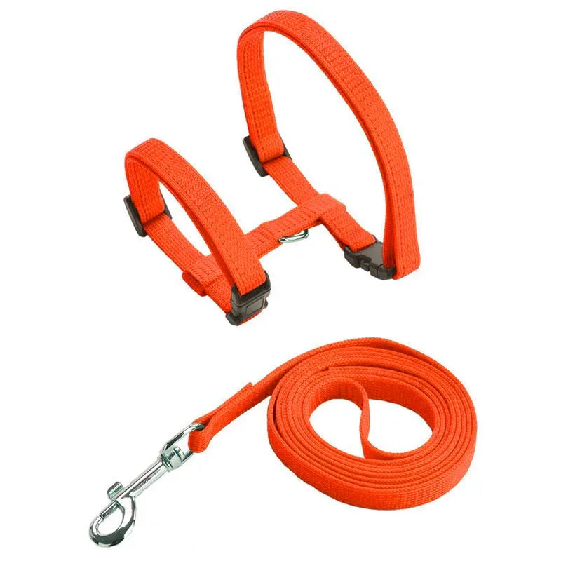 Harnais et laisse orange pour chien sur fond blanc

