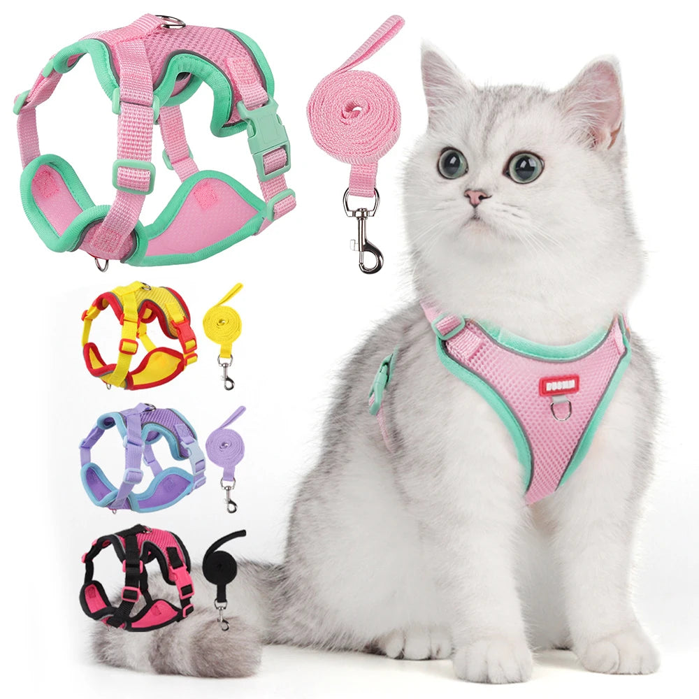 Chat portant un harnais rose et vert avec laisses et accessoires sur fond blanc
