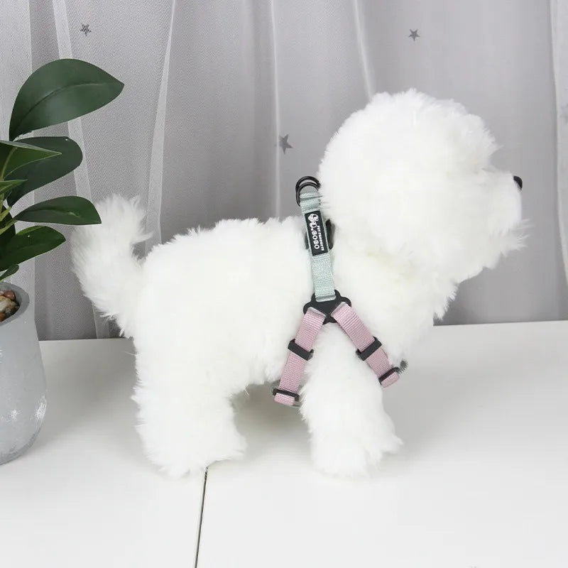Petit chien blanc portant un harnais rose et noir sur fond gris clair

