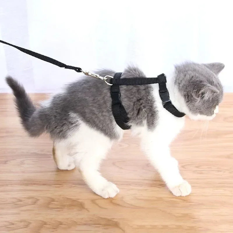 Chat portant un harnais et une laisse sur un sol en bois


