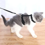 Chat portant un harnais et une laisse sur un sol en bois

