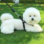 Chien blanc en laisse, allongé sur de l’herbe verte
