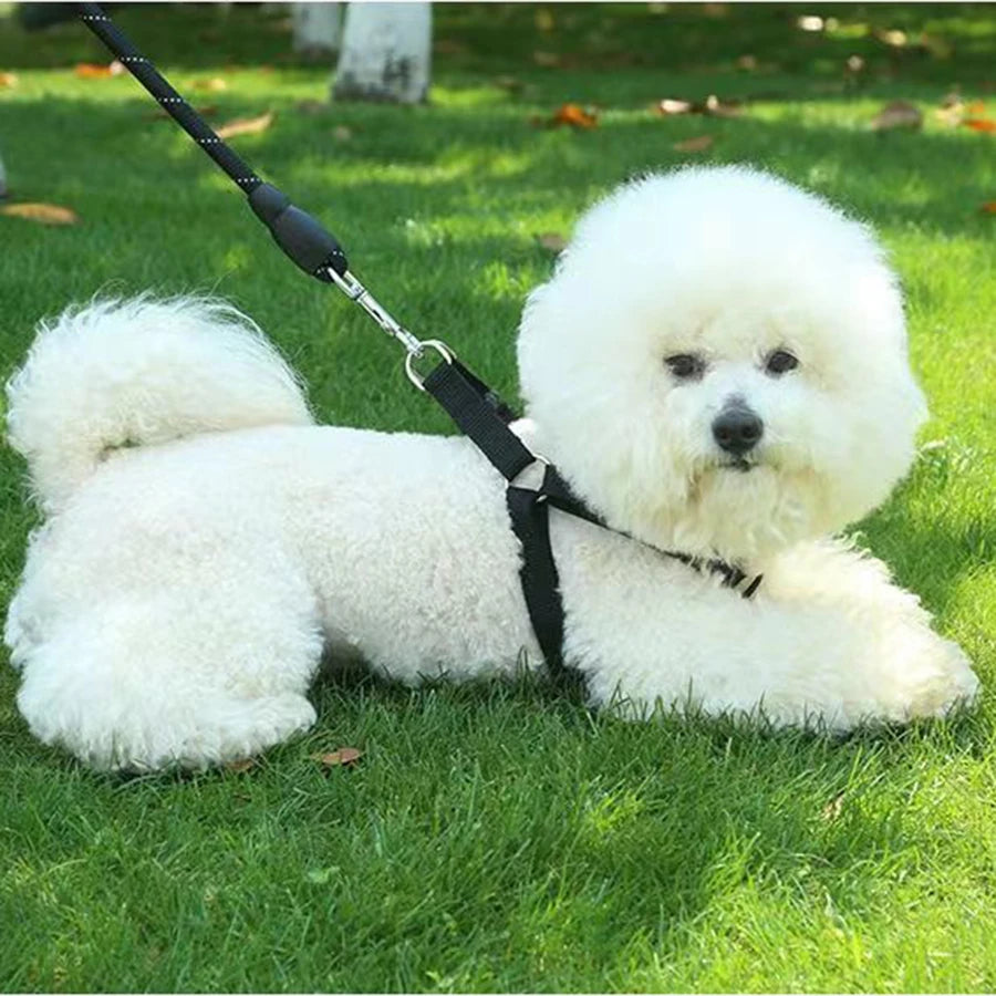 Chien blanc en laisse, allongé sur de l’herbe verte
