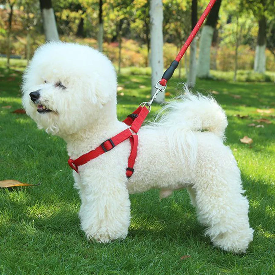 Chien blanc avec un harnais rouge et une laisse dans un parc
