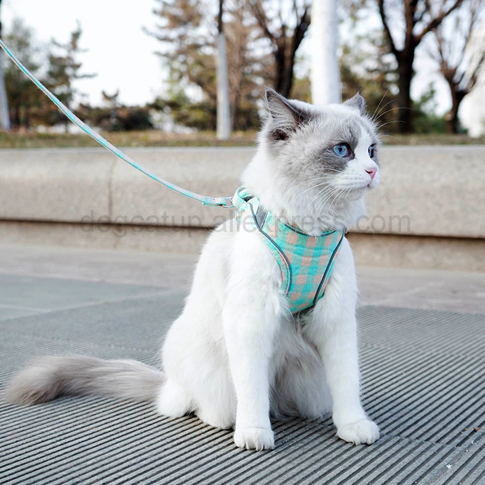 Chat portant un harnais à carreaux et une laisse en extérieur

