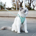 Chat portant un harnais à carreaux et une laisse en extérieur

