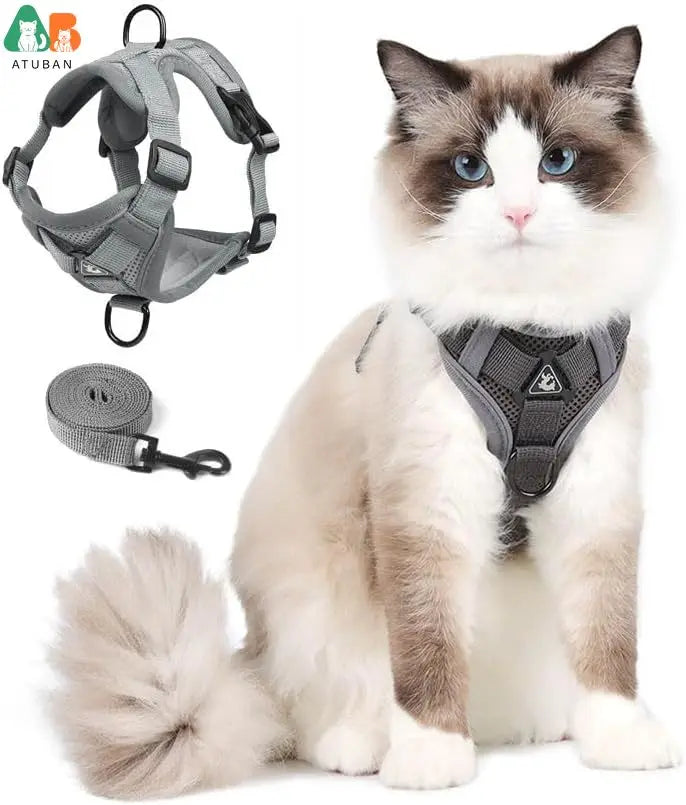 Chat portant un harnais gris avec une laisse, assis sur un fond blanc.

