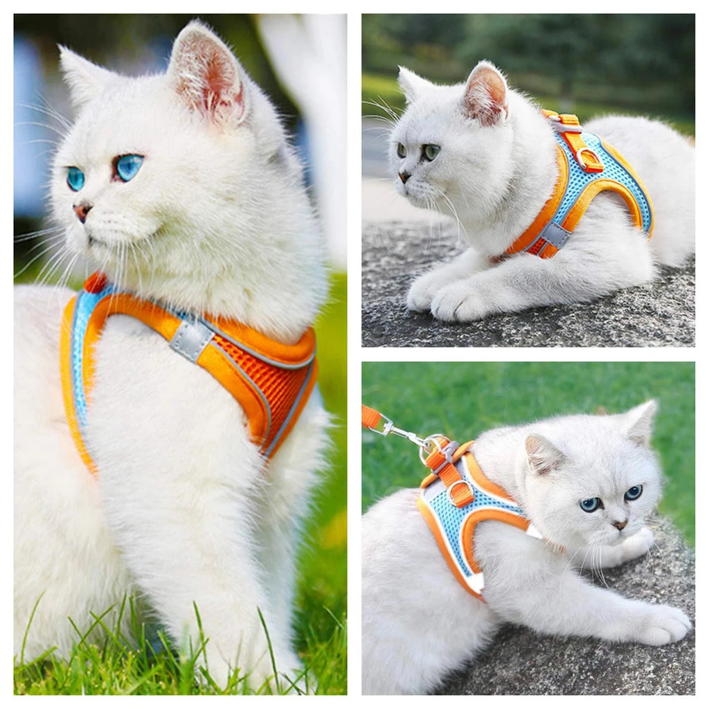 Collage d’un chat blanc portant un harnais orange et bleu dans divers contextes.

