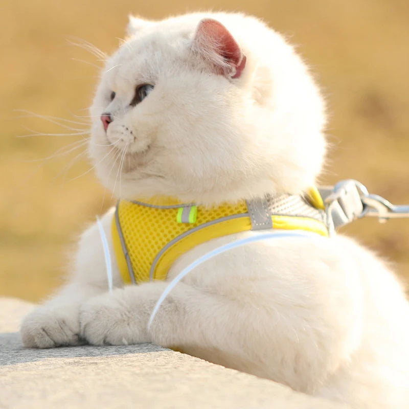 Chat blanc portant un harnais jaune sur un fond naturel flou

