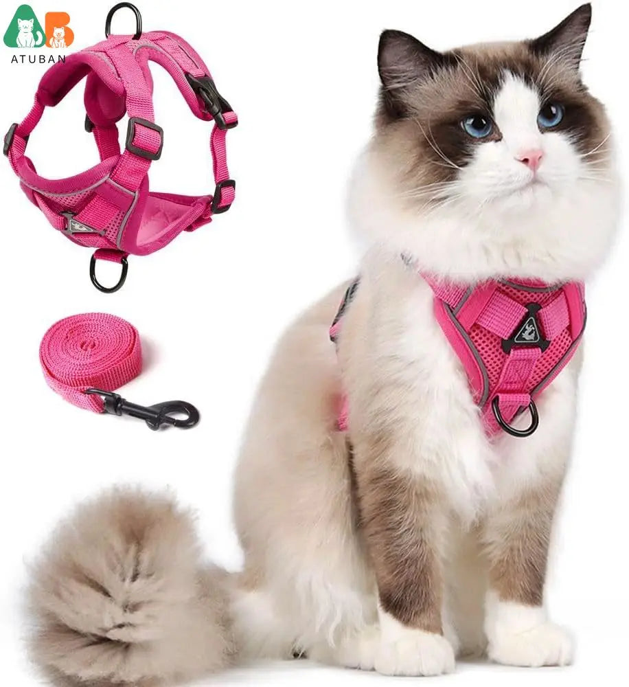 Chat portant un harnais rose avec une laisse, assis sur un fond blanc

