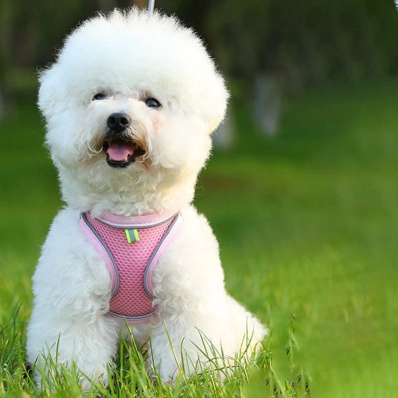 Chien blanc portant un harnais rose assis sur l’herbe

