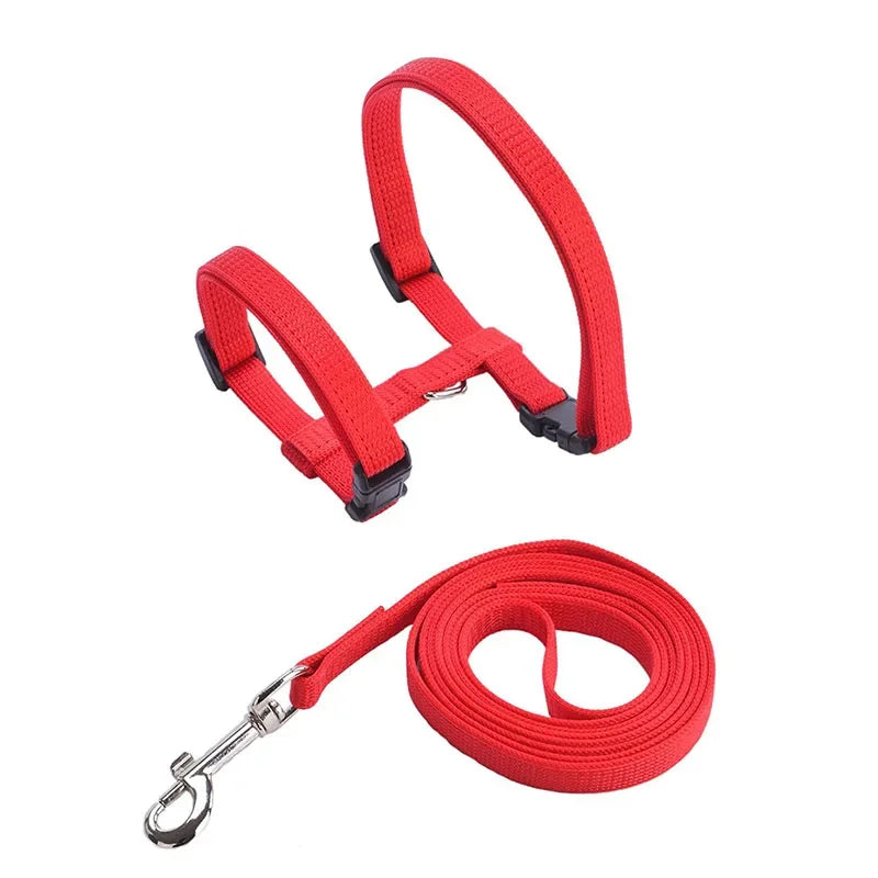 Harnais et laisse rouges pour chien sur fond blanc

